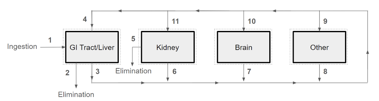 Human body mercury accumulation diagram